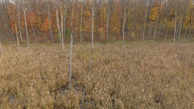 秋天，在加拿大沼泽地的高草上滑翔视频素材