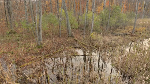 在加拿大的秋天，湿地被树干和长满草的香蒲淹没视频素材