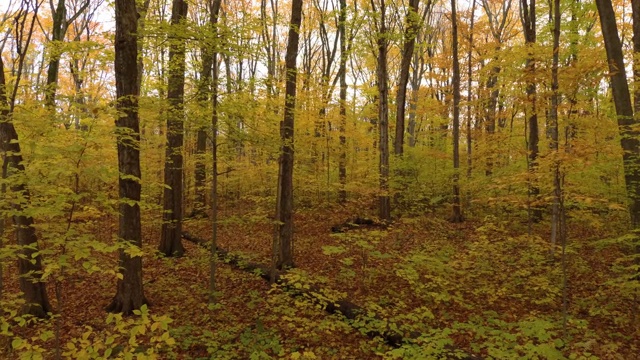 有许多生长的阔叶树的广阔的天然健康落叶林视频素材