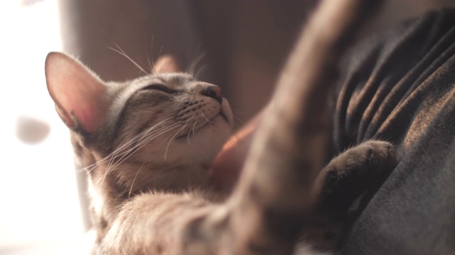 一只小猫躺在抚摸它的女人的怀里。视频下载