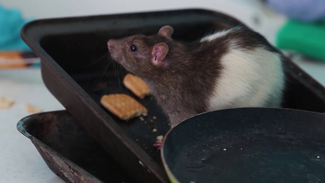 老鼠在肮脏的谴责中爬行，在厨房里吃东西。视频素材