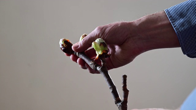 一名男子的手在检查一棵栗子(板栗)在春天播种前的切割。视频下载