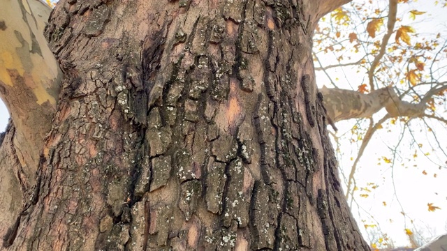 老枫树树干在一个阳光明媚的秋日视频素材