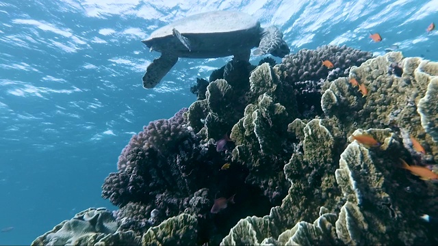 玳瑁海龟(Eretmochelys imbricata)在珊瑚礁上游泳和进食。视频素材