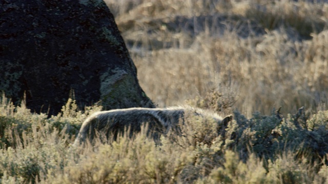 追踪拍摄到一只狼在鼠尾草草地上行走视频素材