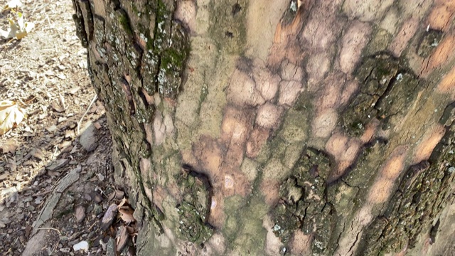 老枫树树干在一个阳光明媚的秋日视频素材