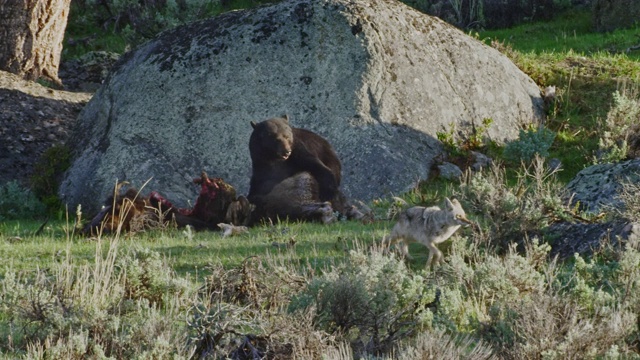 一张熊恐吓狼的照片视频素材
