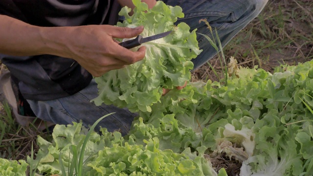 人工采摘生菜。有机农场栽培蔬菜视频素材