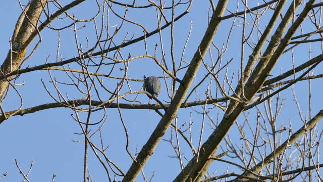 一只美丽的苍鹭慢慢地爬上了身后的蓝天上的树枝视频下载