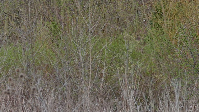 红翼黑鹂栖息在沼泽地上的一棵小树上视频下载
