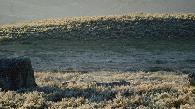 一只狼在鼠尾草草地上行走的广角镜头视频素材