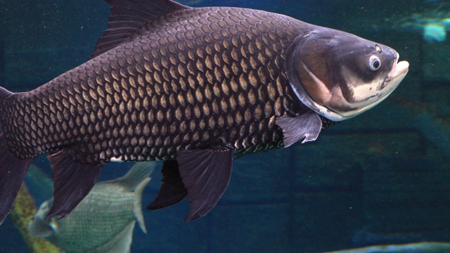 淡水中生长的暹罗巨鲤鱼。视频素材