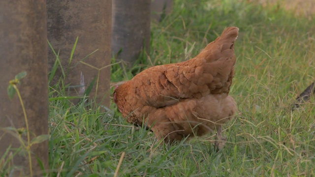 有机农场放养的鸡视频素材