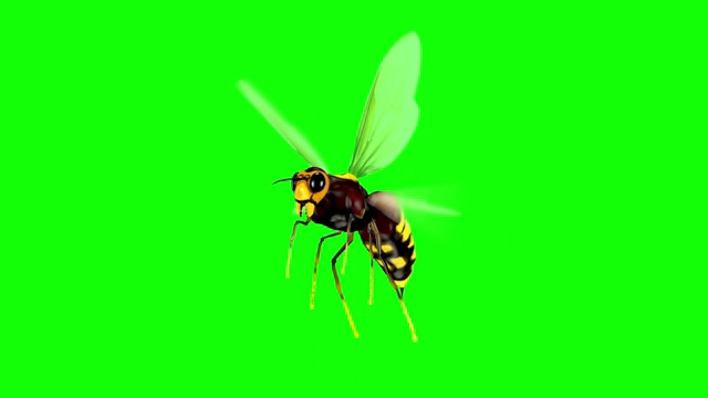 动画逼真的3D蜜蜂循环视频素材