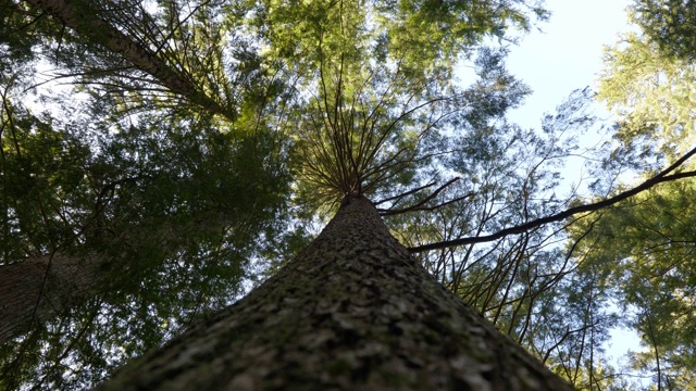 西海岸森林，雨林，道格拉斯冷杉，树木视频下载