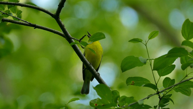 这是野外小鸟用小爪子抓着树枝的清晰细节照片视频下载