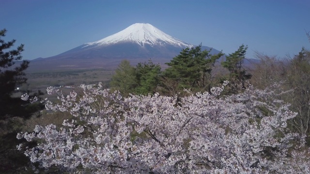 日本山梨县山中子的春天，富士山和樱花视频素材