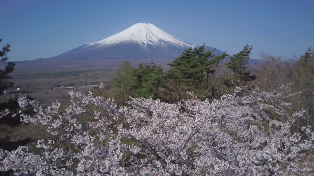 日本山梨县山中子的春天，富士山和樱花视频素材