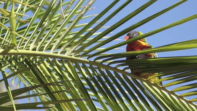 在热带夏季的棕榈叶上，一只彩虹鹦鹉正在观看摄像机拍摄的澳大利亚黄金海岸视频下载