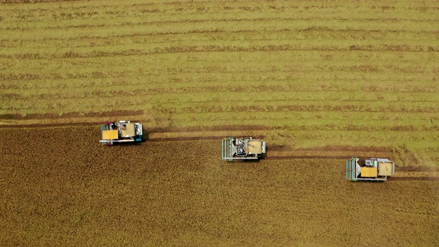 鸟瞰图联合收割机在稻田作业。视频素材