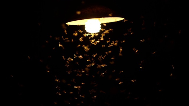 飞蛾沿着灯泡飞视频素材