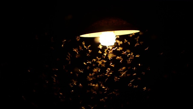 飞蛾沿着灯泡飞视频素材