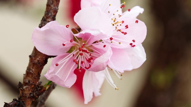 粉红桃花源从花蕾到盛开的视频，4k视频。视频素材