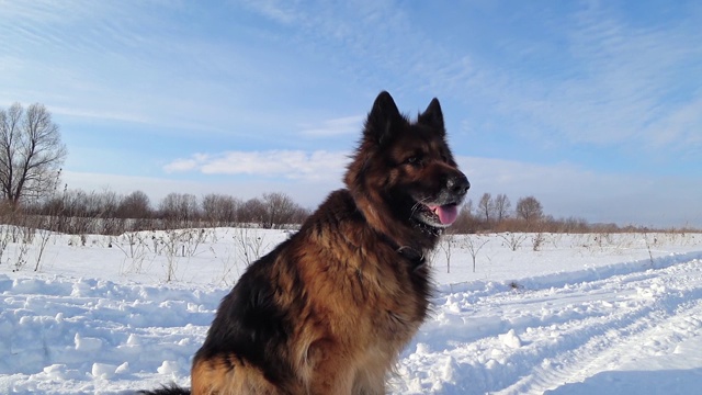 坐在雪地里的德国牧羊犬视频素材