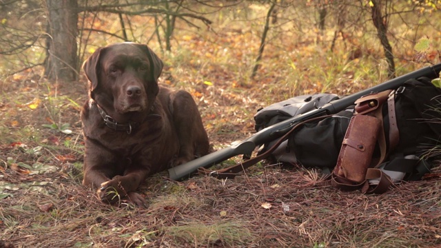 拉布拉多猎犬靠近猎枪，弹药带和背包在秋天的橙色森林视频下载