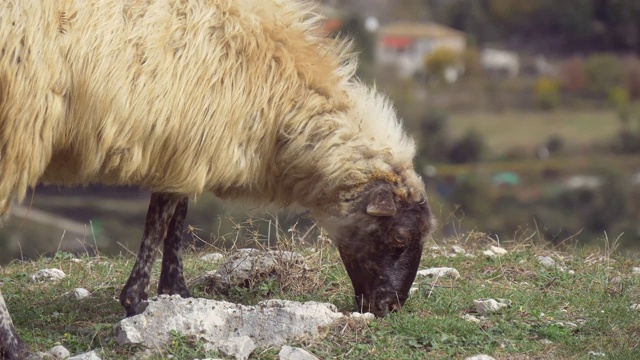 一只羊吃草视频素材