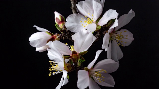 杏花盛开在一个水平时间流逝4k视频对黑色背景。洋李在春天开花的录像。视频素材