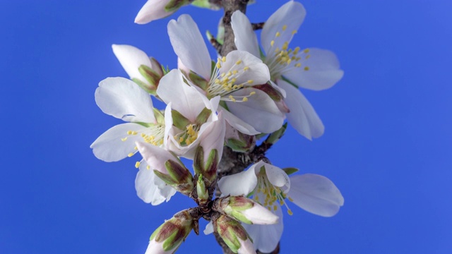 杏花盛开在一个水平时间流逝4k视频对蓝色背景。洋李在春天开花的录像。视频素材