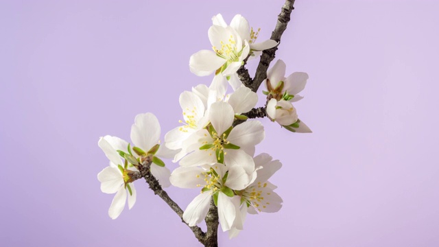 杏花盛开在一个水平的时间流逝4k视频对粉红色的背景。洋李在春天开花的录像。视频素材