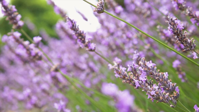近处薰衣草紫花盛开。鲜嫩多彩的紫色薰衣草花。薰衣草花的特写视频素材