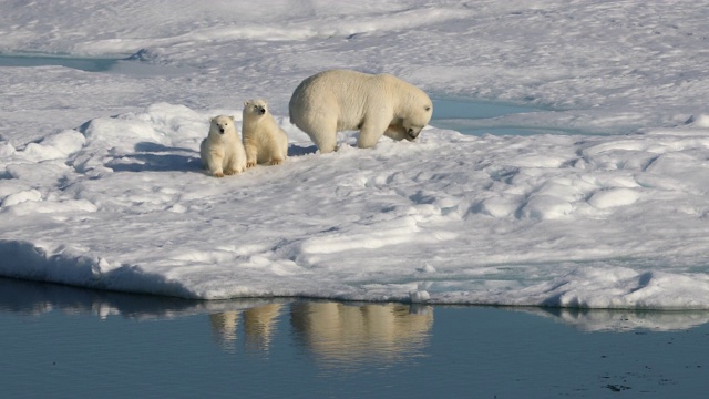 北极熊妈妈和幼崽在北极海冰上挖雪视频素材