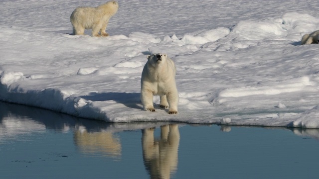北极熊妈妈和幼崽在北极的海冰上视频素材
