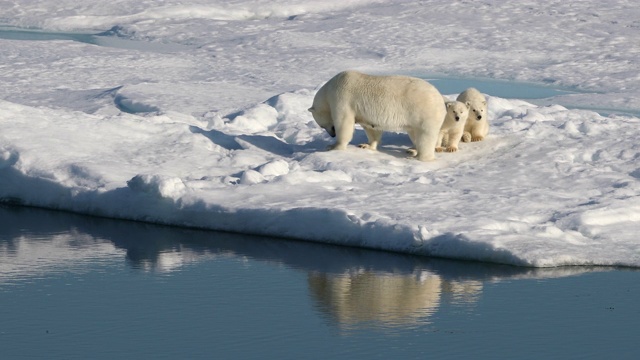 北极熊妈妈和幼崽在北极的海冰上视频下载