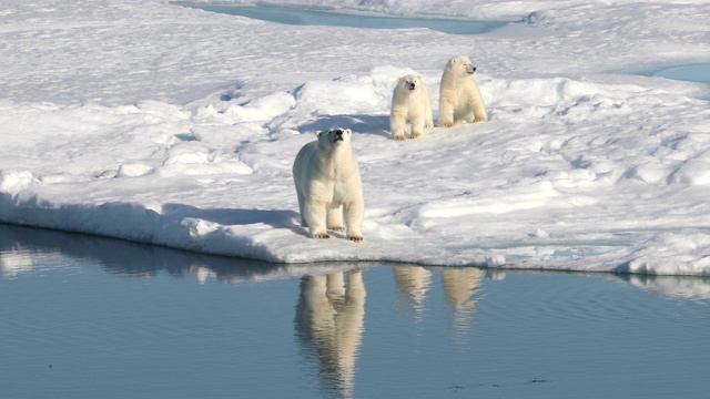 北极熊妈妈和幼崽在北极的海冰上视频素材
