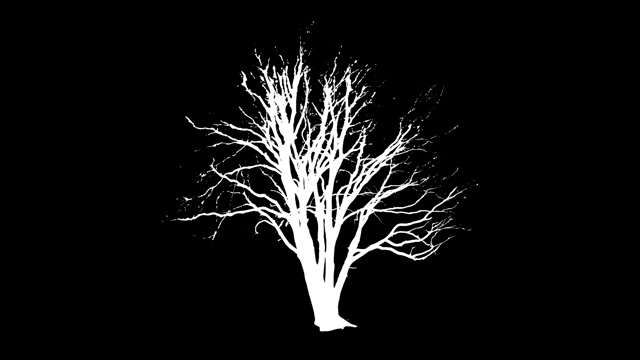 风干的树。绿屏α。stock video USA, Tree, Chroma Key, Nature，视频下载