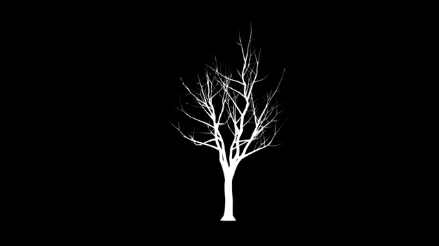日本风中的死枫树。绿屏α。stock video USA, Tree, Chroma Key视频下载