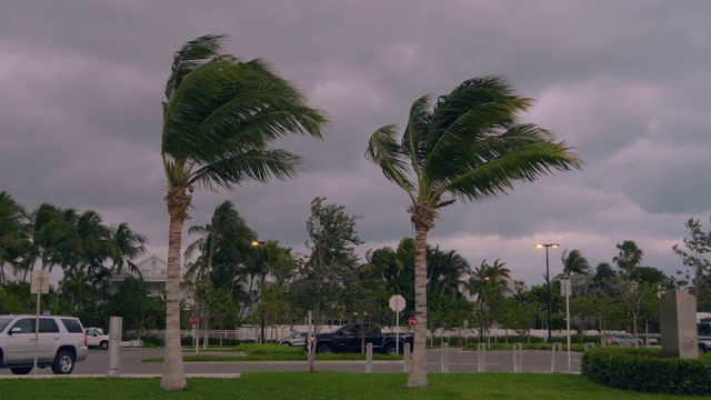 暴风雨的强风使美国佛罗里达州的棕榈树弯曲视频下载