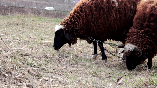 两只羊在农场的草地上吃草视频素材