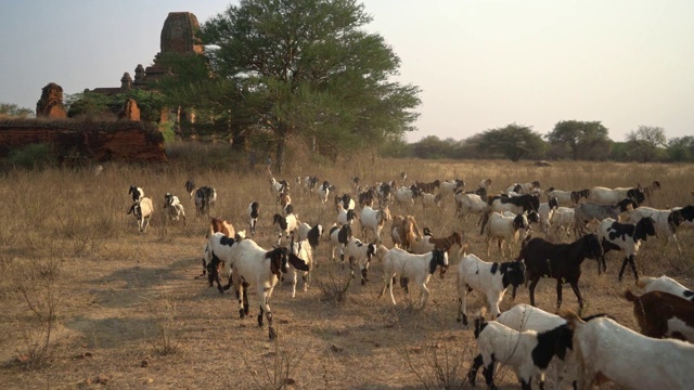 蒲干寺背景上的牧场上的山羊视频下载