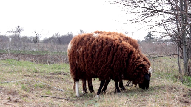 两只羊在农场的草地上吃草视频素材