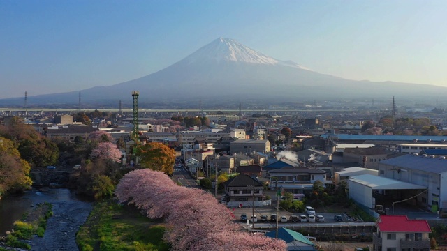 在日本静冈县的一排樱花树和富士山上飞翔。视频下载