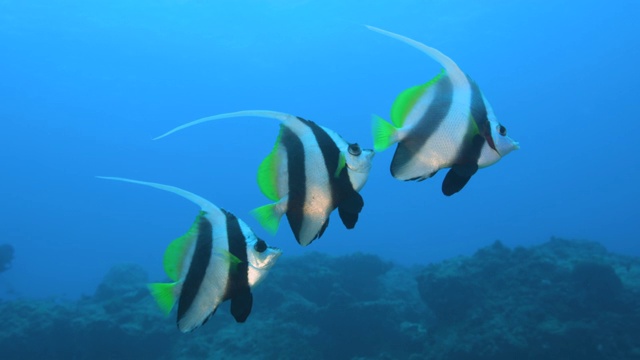水下镜头假横幅和水肺潜水员的背景。大堡礁。视频素材