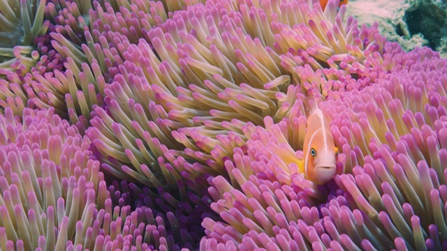 松树岛的粉红色海葵和臭鼬小丑鱼。新喀里多尼亚旅游业。红色的相机。视频素材