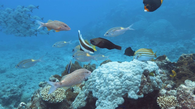 在大堡礁潜水的水下镜头。甜鳍鱼，山羊鱼，假摩尔偶像和蓝条纹鲷鱼都来到一个清洁濑鱼站。红色摄像机，慢动作。视频素材
