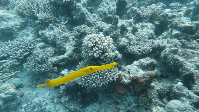 在新喀里多尼亚质朴的松树岛，黄色喇叭鱼的水下镜头。潜水和浮潜旅游。视频素材
