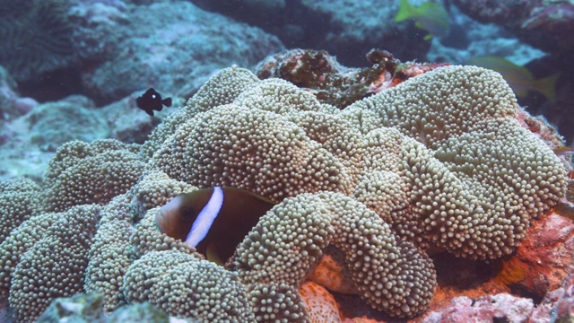 藏在地毯海葵中的小丑鱼，潜水员的视角。Nomea,新喀里多尼亚视频素材
